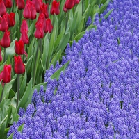 Tulips and Grape Hyacinths