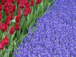 Tulips and Grape Hyacinths