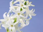 White Hyacinths