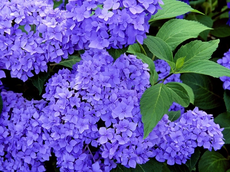 Blue Hydrangeas - flower, hydrangeas, blue, green