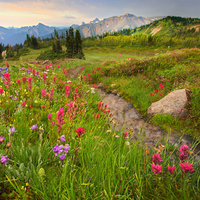 Wildflower Array, Mount Rainier National Park, Washington