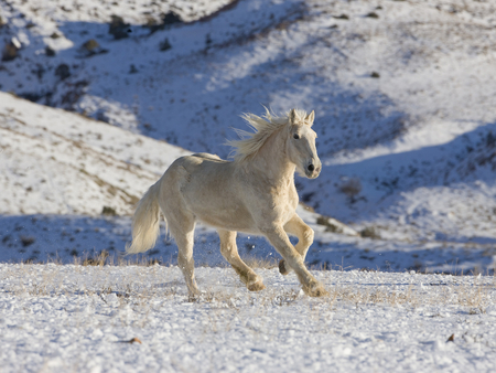 Palomino Horse - animal, white, palomino, horse