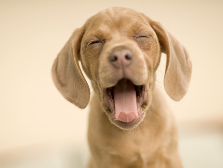 Big Yawn - big, beauty, nice, dog