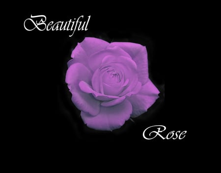 Beautiful Rose - nature, exotic, rose, beauty, gentle