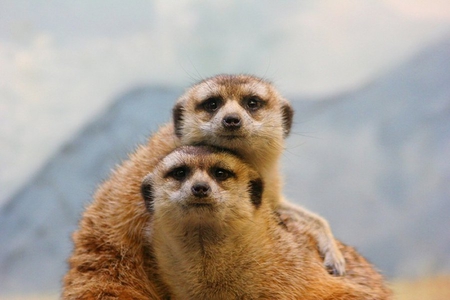 Meerkats - animal, sweet, meerkat, africa