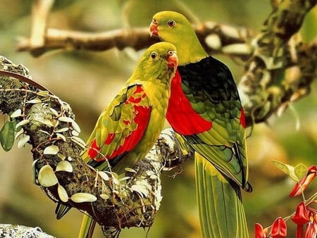 COLORFUL BIRDS - colorful, parrots, birds, tree