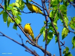 Golden Finch