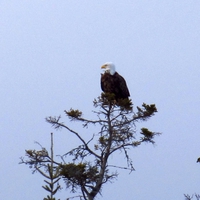 Bald Eagle on perch