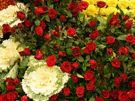 Beautiful flowers - roses, flowers, rose, bouquet of roses