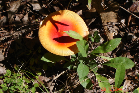 SOLAR MUSHROOM - mushroom, arkansas, plant, mountain, solar