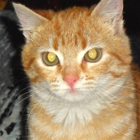 Golden-eyed Kitty