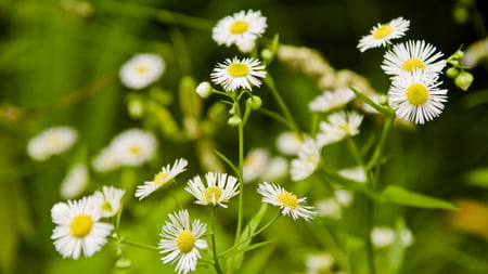 Wild Flowers - white, wild, green, flowers, field, daisies