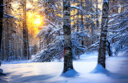 Winter-HDR - pretty, snow, forest, hdr, nice, other, sun, trees, winter, beautiful, photography, beauty, lovely, cool, tree, white, nature, sunset, season