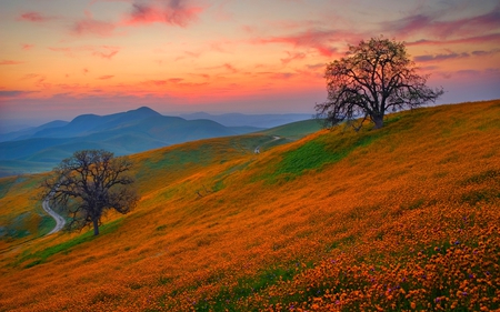 BLOSSOMS ON THE HILL - hill, trees, mountain, fog, flowers, field