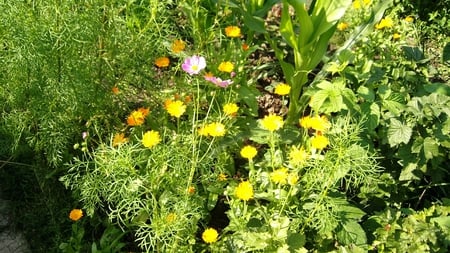 Field Flowers - nature, green, field, flowers