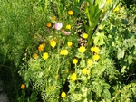 Field Flowers