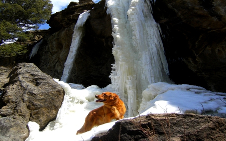 SUMMER COOLING - rock, golden retriever, frozen falls, falls