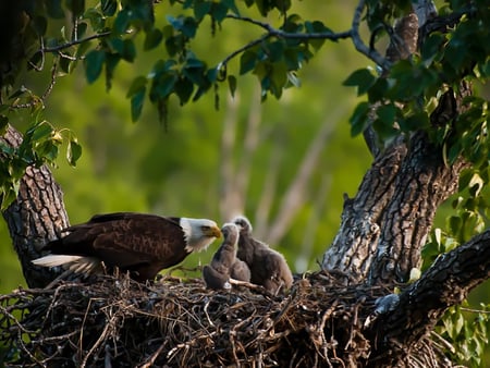 Eagle - nature, eagle, nest, bird