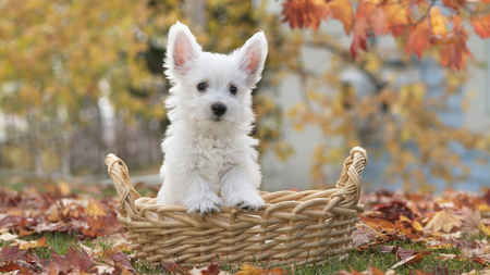 West Highland White Terrier Puppy - white, highland, puppy, terrier, dog