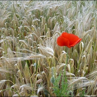 Red Beauty