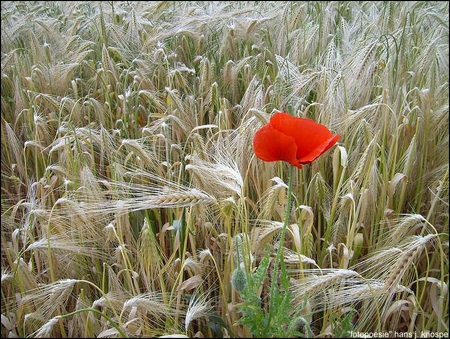 Red Beauty - field, flower, poppy, red