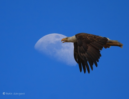 Eagle Moon - moon, sky, eagle, bird, fly