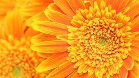 Breath Taking - flower, spreadout, petals, orange