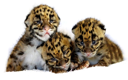 CHEETAH CUBS - cheetah, spots, cubs, beautiful