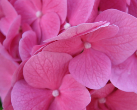 Smooth Pink Petals - petals, pink, flowers, texture, stems, closeup