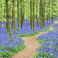 Bluebells, Ashridge Forest, Hertfordshire, England