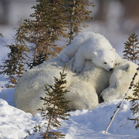 Polar Bear Cub Resting on Mother, Manitoba, Canada