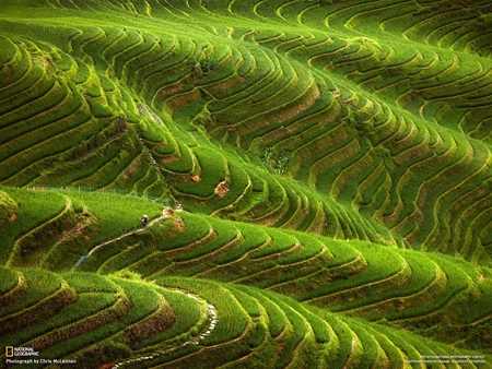 Layers - landscape, green, layers, japanese, field, grass