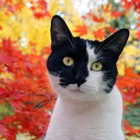 Omar in Autumn