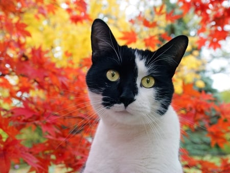 Omar in Autumn - white, autumn, omar, cats, red, black, kitten