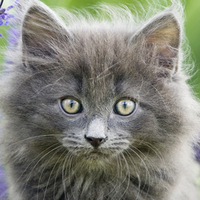 Norwegian Forest Cat Portrait, Oslo, Norway