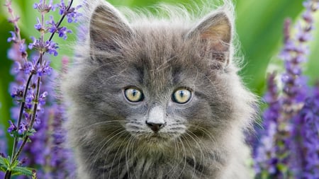 Norwegian Forest Cat Portrait, Oslo, Norway - flower, forest, portrait, kitten, norwegian, cat