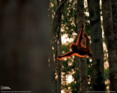 Orangutan - orangutan, trees, trunks, forest, sun, animals