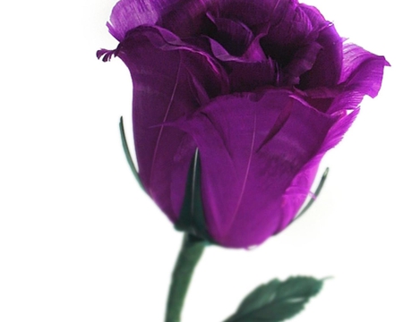 Japanese Purple Rose - purple, rose, petals, stem, japanese, green