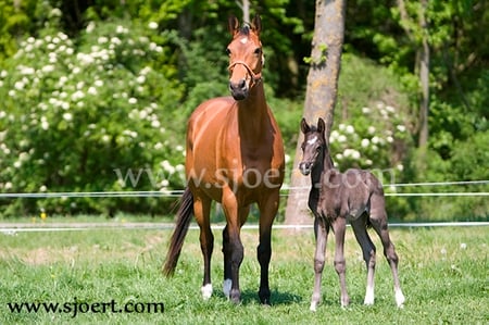 Mother and Foal - nature, horses, pony, fidelo, animal, montovani