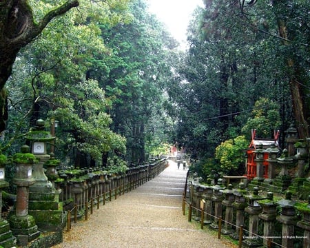 Endless Pathway - sky, fence, leaves, pathway, bushes, trees, green