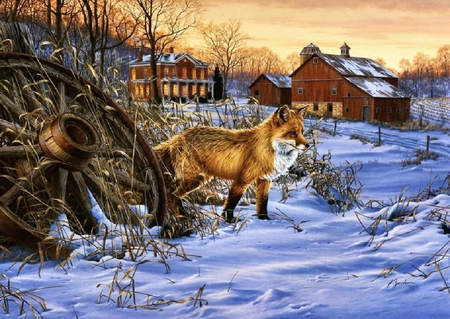 Red Fox In Winter