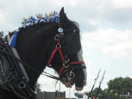 Horse - horse, shire, head, close