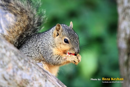 Squirrel - jungle, eating, tree, squirrel