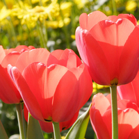 Beautiful tulips