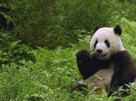 Panda - nature, panda, animals, bear