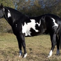 Paint Horse