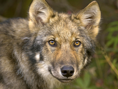 wolf - winter, spirit, wolf, beautiful, majestic, canine, snow, eyes, dog, friendship, pack, mythical, howl, muzzle, grey wolf, grey