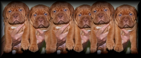 two or six pups - pups, animals dog, or six, two, wallpaper