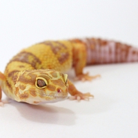 leopard gecko