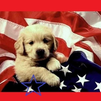 4th of july dog